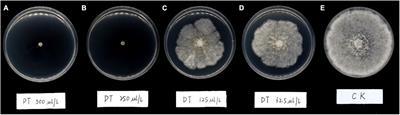 Efficacy of Dimethyl Trisulfide on the Suppression of Ring Rot Disease Caused by Botryosphaeria dothidea and Induction of Defense-Related Genes on Apple Fruits